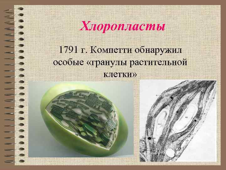 Хлоропласты 1791 г. Компетти обнаружил особые «гранулы растительной клетки» 