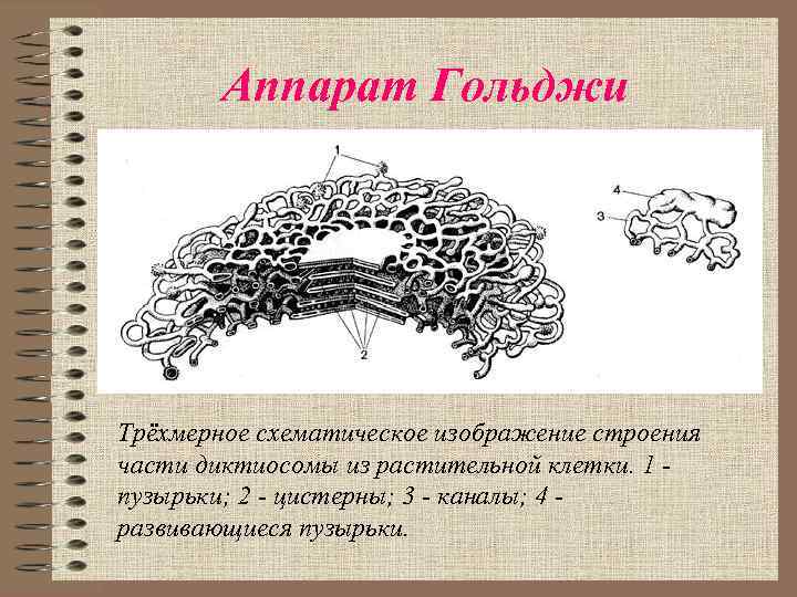 Аппарат Гольджи Трёхмерное схематическое изображение строения части диктиосомы из растительной клетки. 1 - пузырьки;