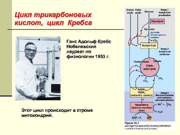 Цикл трикарбоновых кислот, цикл Кребса Ганс Адольф Кребс Нобелевский лауреат по физиологии 1953 г.