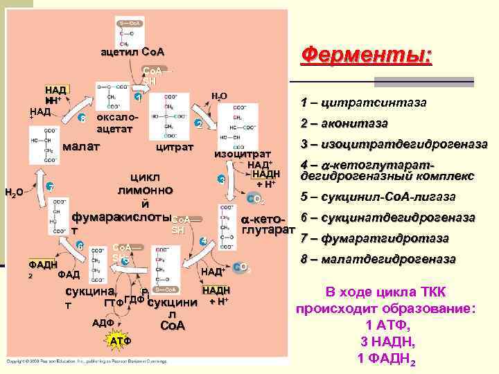 Ферменты: ацетил Co. A— SH НАД +H HH+ + НАД + 8 оксалоацетат малат