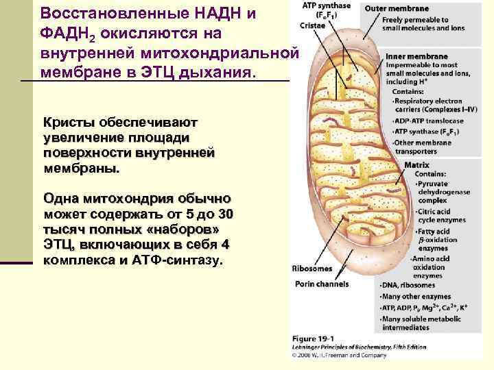 Восстановленные НАДН и ФАДН 2 окисляются на внутренней митохондриальной мембране в ЭТЦ дыхания. Кристы