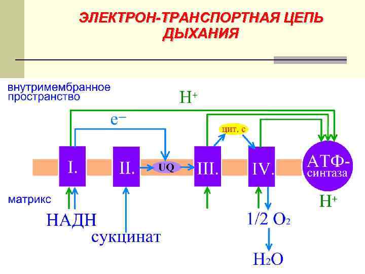 Управление транспортной цепью