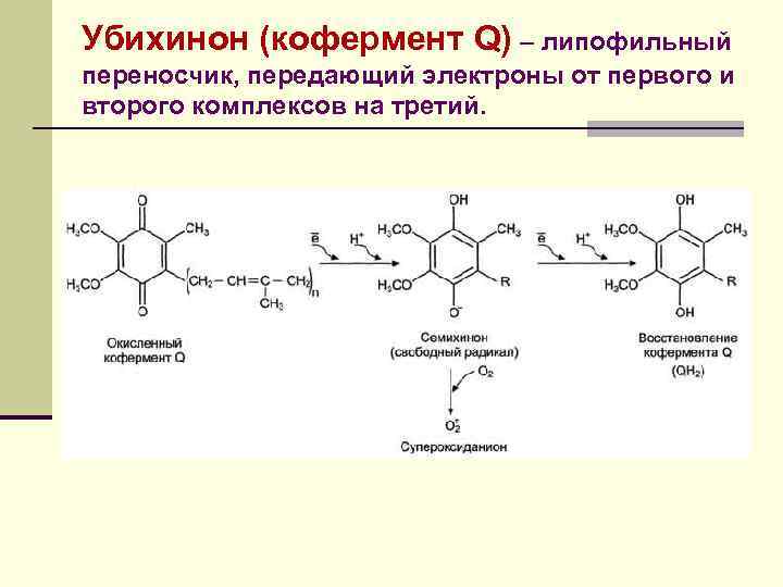 Убихинон (кофермент Q) – липофильный переносчик, передающий электроны от первого и второго комплексов на