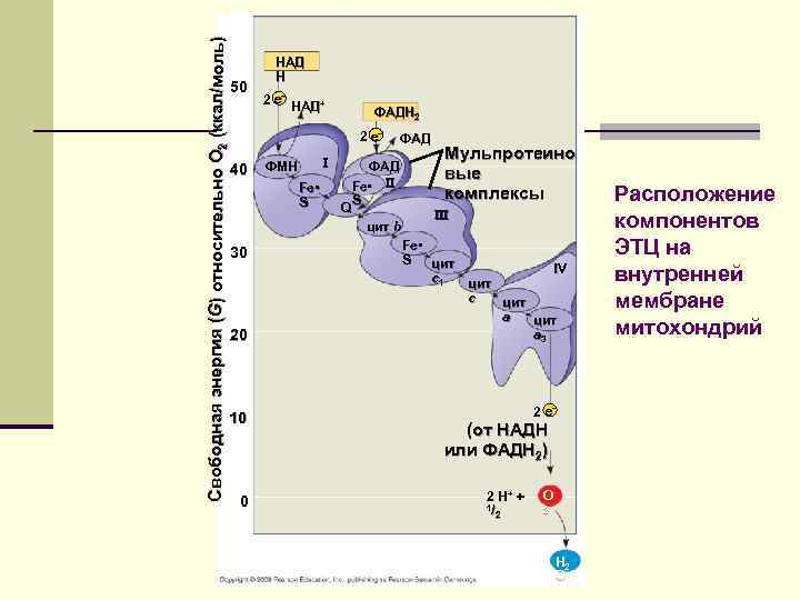 Свободная энергия (G) относительно O 2 (ккал/моль) 50 НАД H 2 e– НАД+ ФAДH