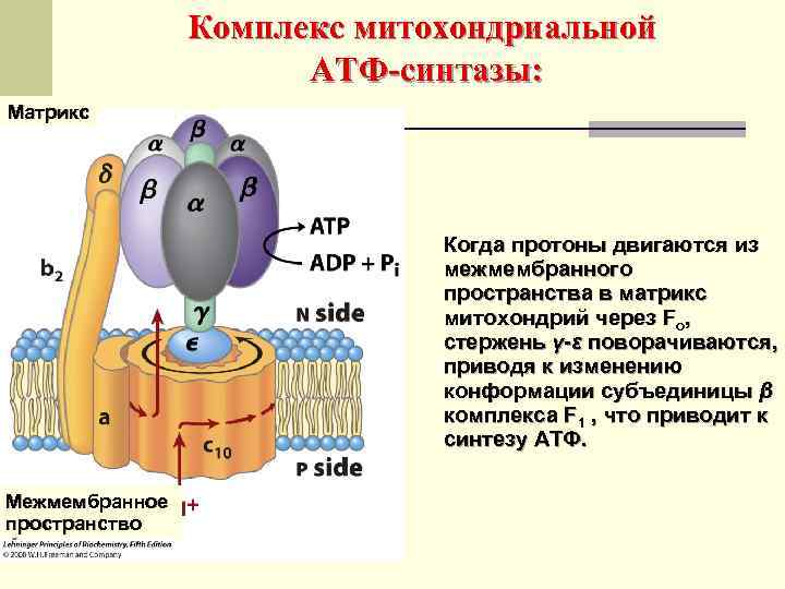 Синтез атф объект. Принцип работы АТФ синтетазы. АТФ синтаза строение биохимия. Схема строения АТФ синтазы. Строение АТФ синтазного комплекса.