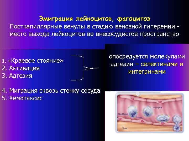 Эмиграция лейкоцитов это. Посткапиллярные венулы. Патогенез фагоцитоза. Эмиграция лейкоцитов патофизиология. Краевое стояние лейкоцитов.