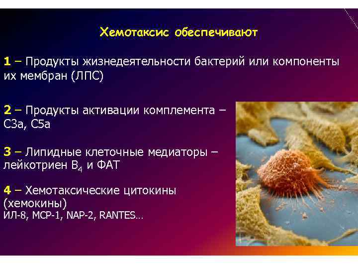 Хемотаксис обеспечивают 1 – Продукты жизнедеятельности бактерий или компоненты их мембран (ЛПС) 2 –