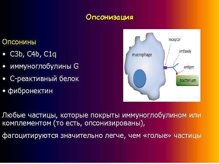 Опсонизация Опсонины • С 3 b, C 4 b, C 1 q • иммуноглобулины