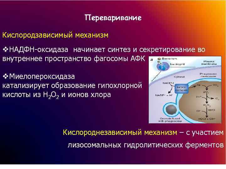 Синтез начала. Нарушения в НАДФН-оксидазной системе. Оксидазы физиология. Образование АФК процессе активации НАДФН-оксидазы. Нарушения в НАДФ Н- оксидазной системе гранулоцитов характерно для.