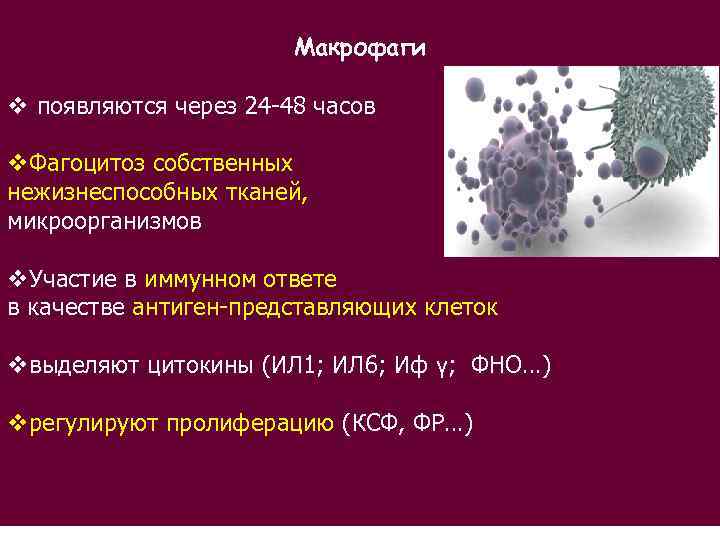 Макрофаги v появляются через 24 -48 часов v. Фагоцитоз собственных нежизнеспособных тканей, микроорганизмов v.