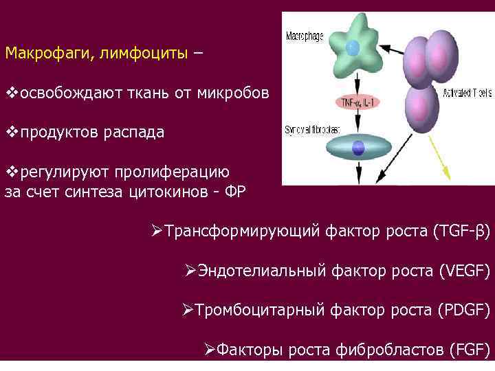 Макрофаги, лимфоциты – vосвобождают ткань от микробов vпродуктов распада vрегулируют пролиферацию за счет синтеза