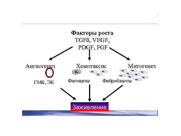 Факторы роста TGFß, VEGF, PDGF, FGF Ангиогенез ГМК, ЭК Хемотаксис Фагоциты Митогенез Фибробласты Заживление