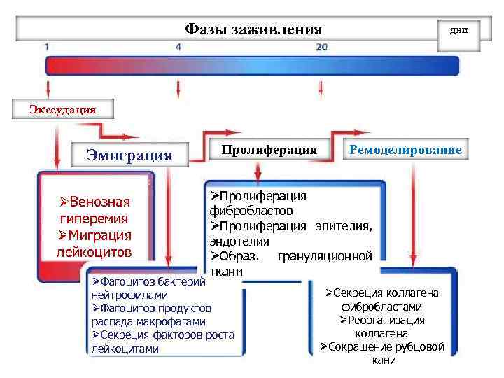 Фазы заживления дни Экссудация Эмиграция ØВенозная гиперемия ØМиграция лейкоцитов Пролиферация Ремоделирование ØПролиферация фибробластов ØПролиферация