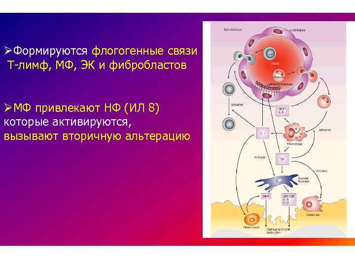 ØФормируются флогогенные связи Т-лимф, МФ, ЭК и фибробластов ØМФ привлекают НФ (ИЛ 8) которые