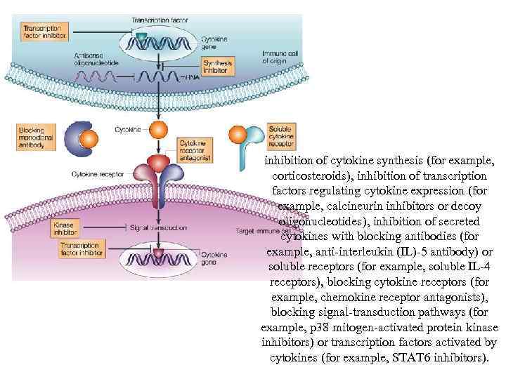 inhibition of cytokine synthesis (for example, corticosteroids), inhibition of transcription factors regulating cytokine expression