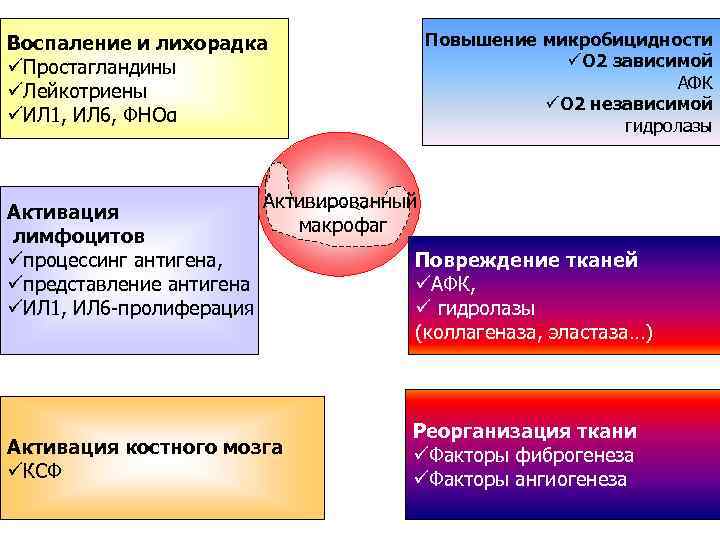 Повышение микробицидности üО 2 зависимой АФК üО 2 независимой гидролазы Воспаление и лихорадка üПростагландины