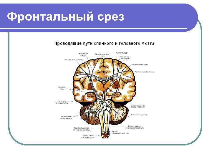 Фронтальный срез 