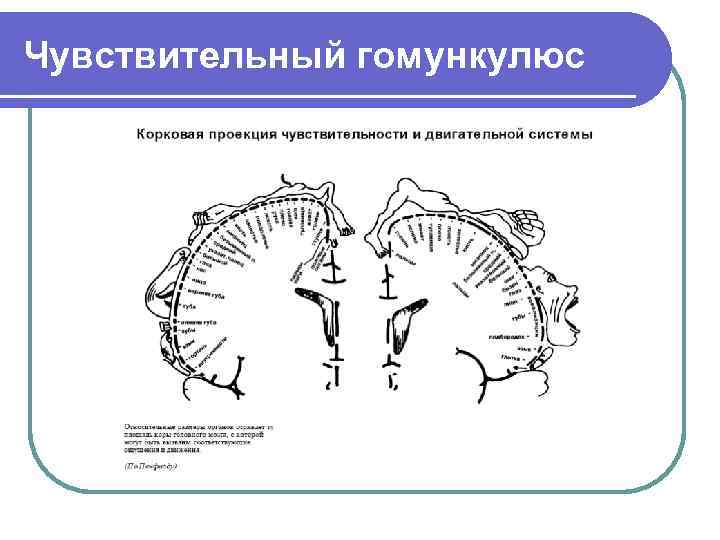 Чувствительный гомункулюс 
