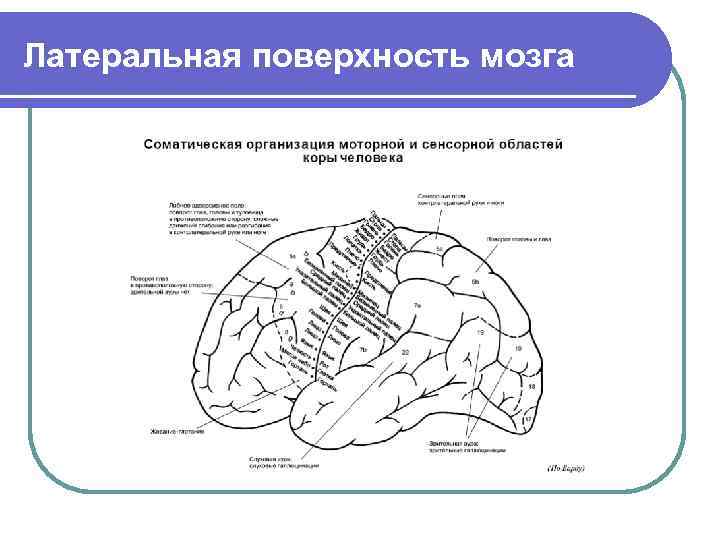 Латеральная поверхность мозга 