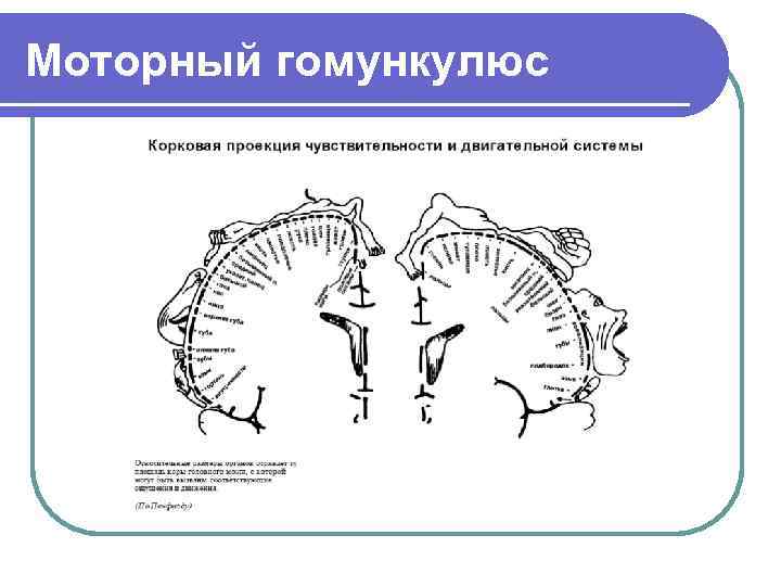 Моторный гомункулюс 