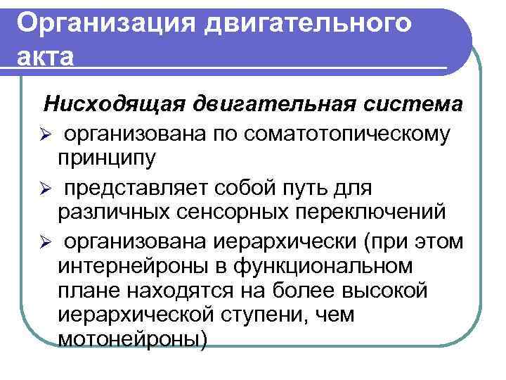 Организация двигательного акта Нисходящая двигательная система Ø организована по соматотопическому принципу Ø представляет собой
