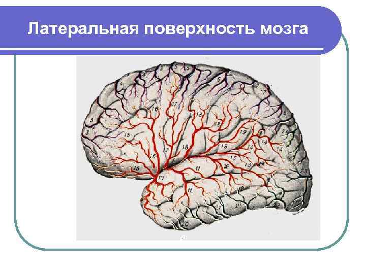 Латеральная поверхность мозга 