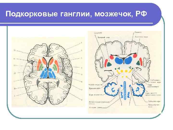 Подкорковые ганглии, мозжечок, РФ 