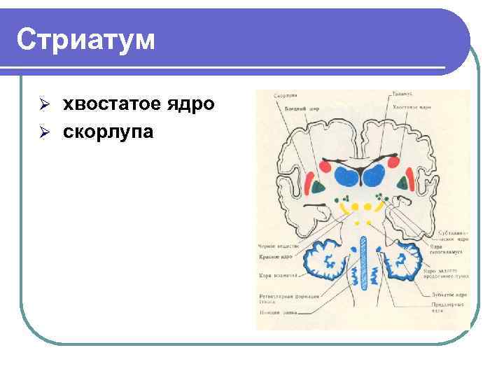 Стриатум хвостатое ядро Ø скорлупа Ø 