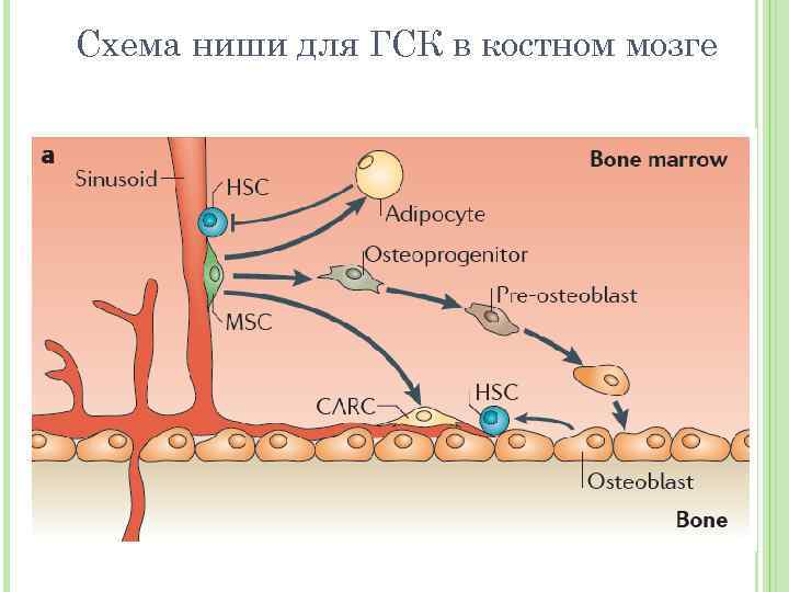 Схема ниши для ГСК в костном мозге 