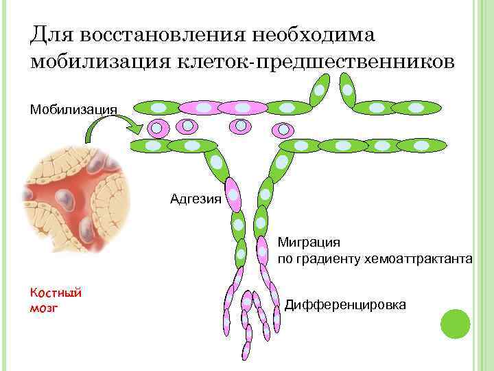 Карта клеточная терапия