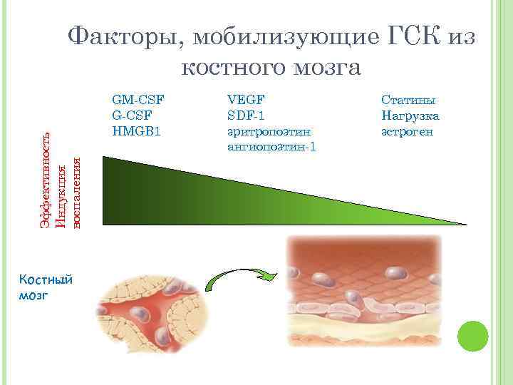 Эффективность Индукция воспаления Факторы, мобилизующие ГСК из костного мозга Костный мозг GM-CSF G-CSF HMGB