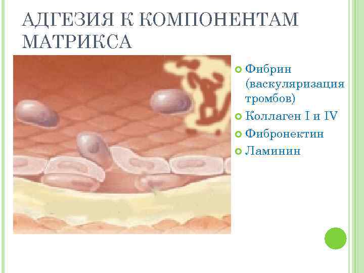 АДГЕЗИЯ К КОМПОНЕНТАМ МАТРИКСА Фибрин (васкуляризация тромбов) Коллаген I и IV Фибронектин Ламинин 