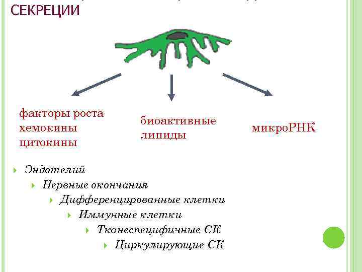 СЕКРЕЦИИ МСК факторы роста хемокины цитокины биоактивные липиды Эндотелий Нервные окончания Дифференцированные клетки Иммунные