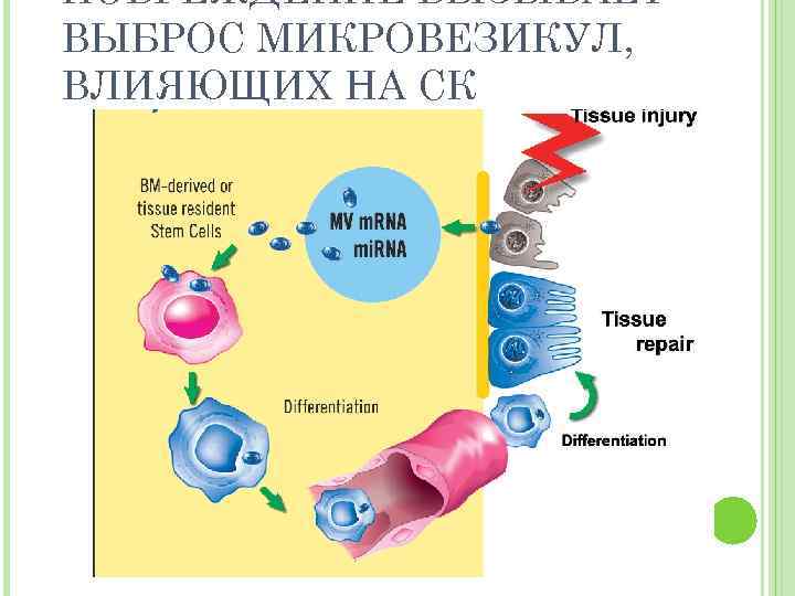 Карта клеточная терапия