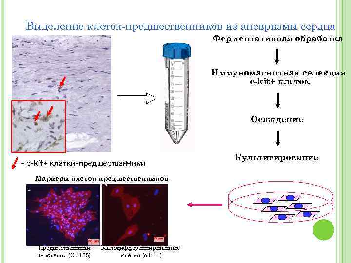 Выделение клетки