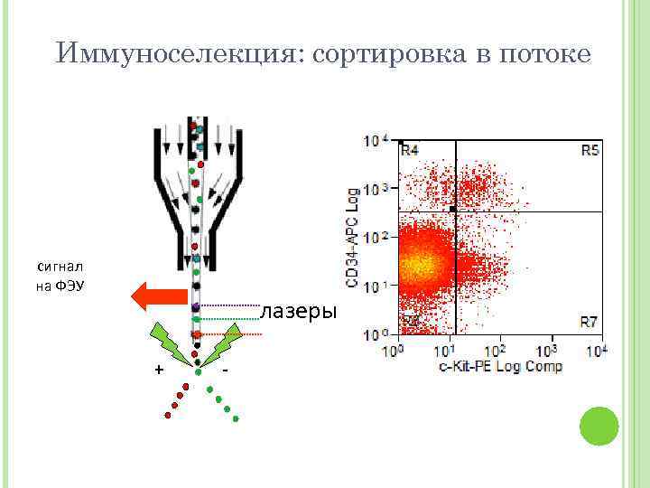 Иммуноселекция: сортировка в потоке сигнал на ФЭУ лазеры + - 
