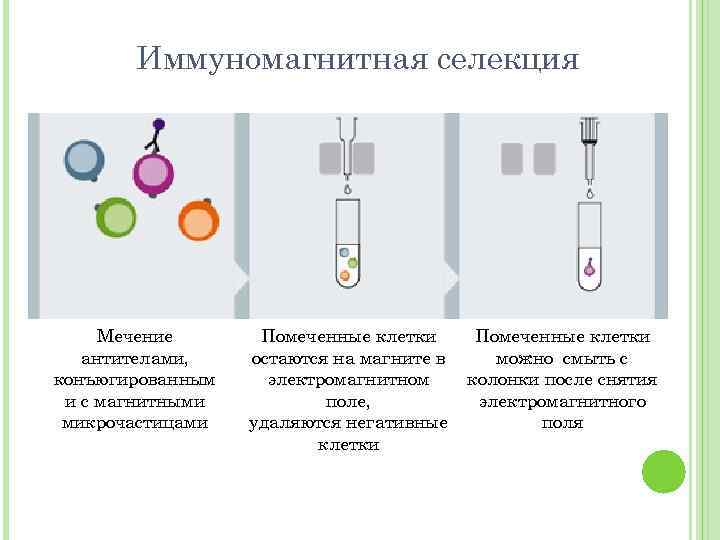 Иммуномагнитная селекция Мечение антителами, конъюгированным и с магнитными микрочастицами Помеченные клетки остаются на магните