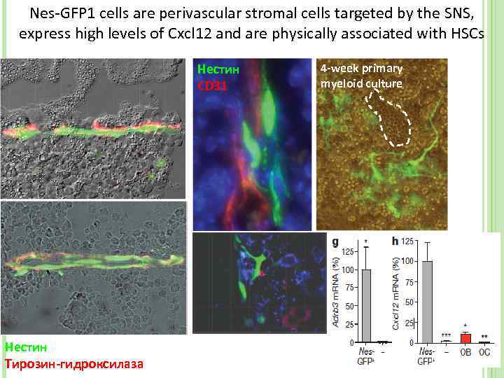 Nes-GFP 1 cells are perivascular stromal cells targeted by the SNS, express high levels