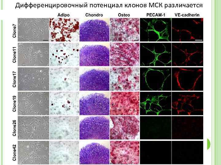 Дифференцировочный потенциал клонов МСК различается 