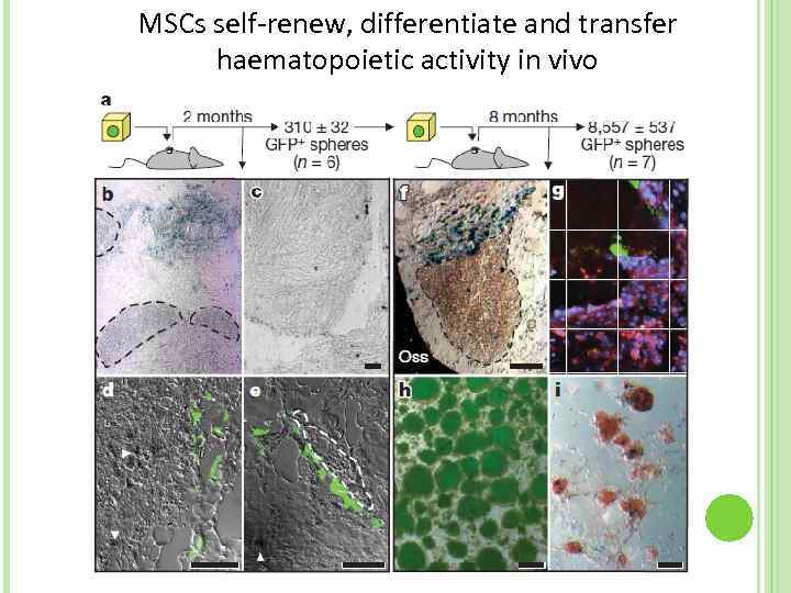 MSCs self-renew, differentiate and transfer haematopoietic activity in vivo 