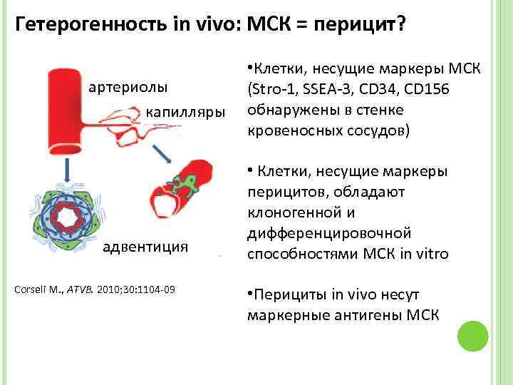 Гетерогенность in vivo: МСК = перицит? артериолы капилляры адвентиция Corseli M. , ATVB. 2010;