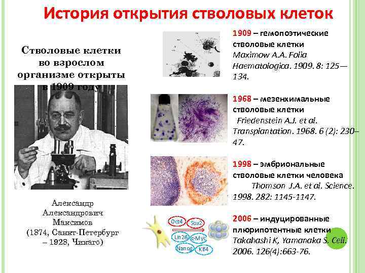 Стволовые клетки презентация 11 класс