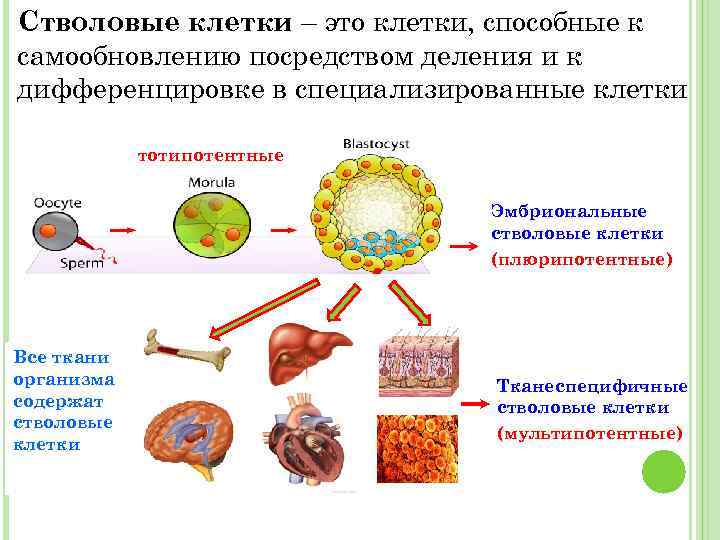 На рисунке изображены особые форменные элементы крови человека клетки способные к фагоцитозу