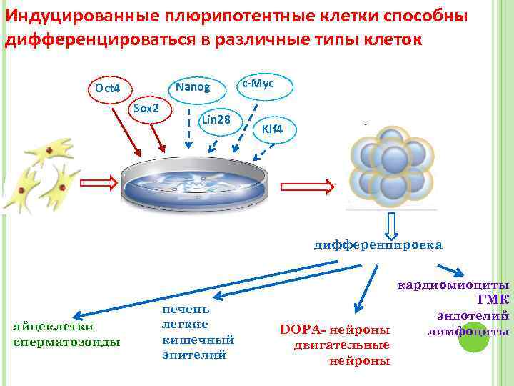 Карта клеточная терапия