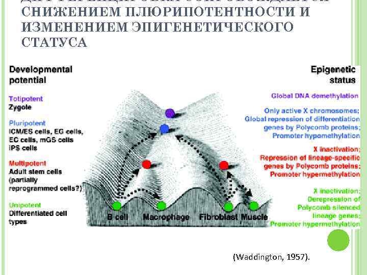 Карта клеточная терапия