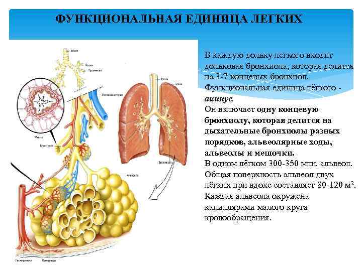 На примере 2 х любых органов дыхательной системы докажите взаимосвязь строения органа и его функции