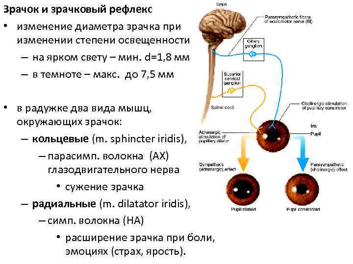 Зрачок и зрачковый рефлекс • изменение диаметра зрачка при изменении степени освещенности – на