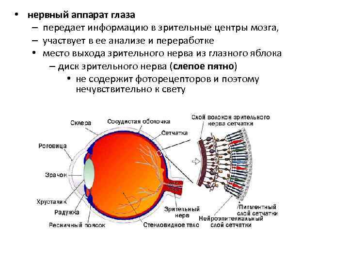  • нервный аппарат глаза – передает информацию в зрительные центры мозга, – участвует