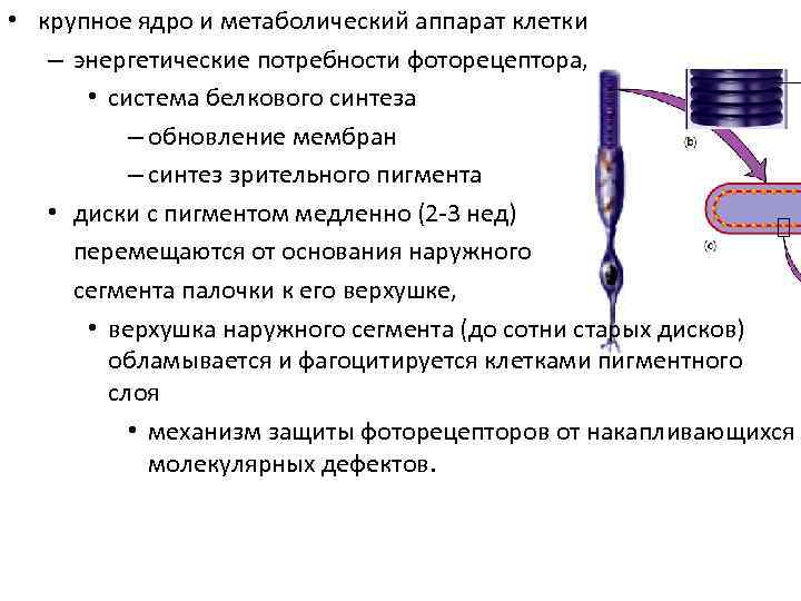  • крупное ядро и метаболический аппарат клетки – энергетические потребности фоторецептора, • система