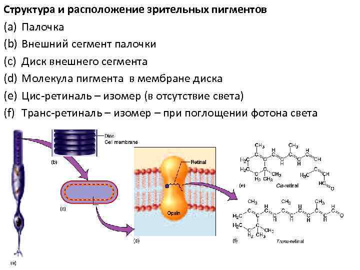 Зрительный анализатор родопсин палочки